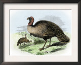 The Wild Turkey of America Posters