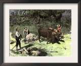 Spring Farmers Work to Clear Away Stones with an Ox Team Prints