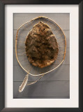 Beaver Pelt Stretched on a Sapling Frame and Laced with Rawhide Prints