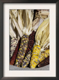 Multicolored Corn, a Native American Staple Crop Poster