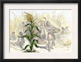 Corn, or Maize, Staple Food of the Native Americans Posters
