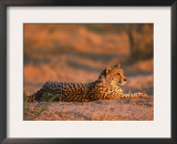 Cheetah, at Sunset, Okavango Delta, Botswana Prints by Pete Oxford