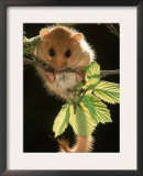 Common Dormouse, Belgium Print by De Meester