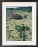 Big Bend National Park, Chihuahuan Desert, Texas, USA Strawberry Cactus and Prickly Pear Cactus Poster by Rolf Nussbaumer