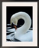 Mute Swan Male Preening, UK Posters by Simon King