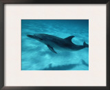 Atlantic Spotted Dolphin and Shadow on Seabed, Bahamas Art by Todd Pusser