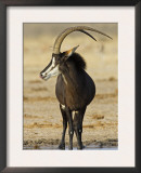 Sable Antelope, Male at Drinking Hole, Namibia Posters by Tony Heald