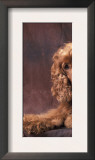 English Cocker Spaniel Lying Down with Head Tilted to One Side Print by Adriano Bacchella