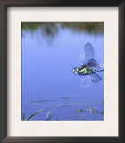 Southern Hawker Dragonfly Male Hovering Over Pond, UK Posters by Kim Taylor