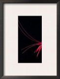 Deep Sea Decapod, Atlantic Ocean Photographed at Surface Print by David Shale