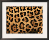 Close-Up of Jaguar Cat Coat, Prints by Staffan Widstrand