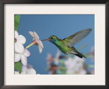 Broad Billed Hummingbird, Male Feeding on Nicotiana Flower, Arizona, USA Posters by Rolf Nussbaumer