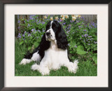 English Springer Spaniel, Illinois, USA Prints by Lynn M. Stone