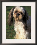 Shih Tzu with Facial Hair Cut Short Prints by Adriano Bacchella