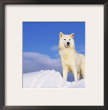 Arctic Grey Wolf in Snow, Idaho, USA Art by Tom Vezo