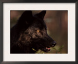 Grey Wolf in Woodland, Minnesota, USA Art by Lynn M. Stone