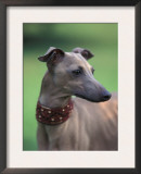 Fawn Whippet Wearing a Collar, Lookig Away Prints by Adriano Bacchella