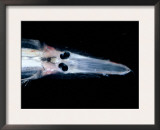 Spookfish, Deepsea Species Occurring in the Twilight Zone, off Cape Verde Iles, Atlantic Prints by David Shale