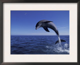 Bottlenose Dolphin Leaping, Bahamas Posters by John Downer
