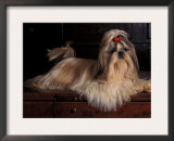 Shih Tzu Portrait with Hair Tied Up, Lying on Drawers Posters by Adriano Bacchella