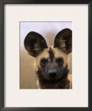 African Wild Dog, Portrait, South Africa Posters by Pete Oxford