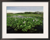 Water Hyacinth Covering Lake, Texas, USA Art by Rolf Nussbaumer