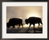 Two Bison Silhouetted Against Rising Sun, Yellowstone National Park, Wyoming, USA Art by Pete Cairns