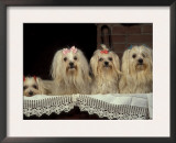 Four Maltese Dogs Sitting Together with One Lying Down Posters by Adriano Bacchella