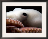 Deepsea Octopus (Benthoctopus Sp), Close-Up of Eye, Deep Sea Atlantic Ocean Posters by David Shale