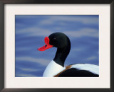 Shelduck Portrait (Tadorna Tadorna), Slimbridge, Gloucestershire, England, UK, Europe Posters by Andrew Harrington