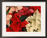 Various Poinsettias in Bloom Posters by De Cuveland