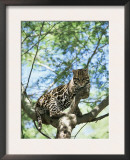 Ocelot in Tree Art by Pete Oxford