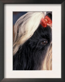 Shih Tzu Profile with Hair Tied Up Prints by Adriano Bacchella