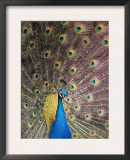 Male Common Peafowl, Displaying, Trowunna Widlife Park, Tasmania Prints by Pete Oxford