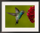 Broad-Billed Hummingbird, Male Feeding on Garden Flowers, USA Posters by Dave Watts