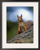 Red Squirrel on Tree Trunk, Scotland Prints by Niall Benvie