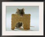 Domestic Mouse Eating Biscuit Posters by  Steimer