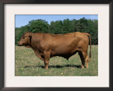 Domestic Cattle, Senepol Bull, Florida, USA Posters by Lynn M. Stone