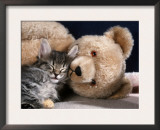 Norwegian Forest Kitten Asleep with Teddy Bear Art by Petra Wegner