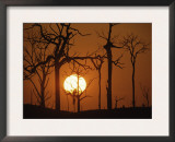 Sunset in Tropical Rainforest after Destruction by Fire, Brazil Prints by Martin Dohrn