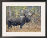 Moose Bull in Snow Storm with Aspen Trees in Background, Grand Teton National Park, Wyoming, USA Prints by Rolf Nussbaumer