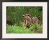European Otter (Lutra Lutra), Otterpark Aqualutra, Leeuwarden, Netherlands, Europe Poster by Niall Benvie