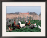 Chickens, Domestic Fowl, Rooster and Hens, Netherlands Prints by  Damschen