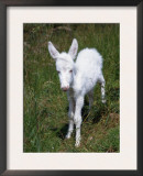 Domestic Donkey Foal, Albino, Europe Prints by  Reinhard