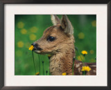 Roe Deer Fawn (Capreolus Capreolus) Europe Print by  Reinhard
