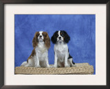 Dogs, Two Cavalier King Charles Spaniels on Basket Posters by Petra Wegner