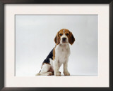 Beagle Puppy Prints by  Steimer