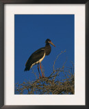 Abdims Stork, at Top of Tree, Kgalagadi Transfrontier Park, South Africa Posters by Pete Oxford