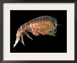 Hyperiid Amphipod from Korsfjorden, Norway, Caught at Around 350M, Deep Sea Atlantic Ocean Prints by David Shale