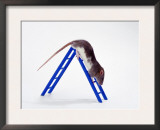 Domestic Rats at Play Prints by  Steimer